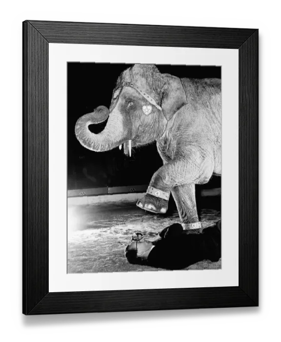 Framed Print : Photography -Elephant taking a picture under an elephants foot Dbase MSI Framed Print : Photography -Elephant taking a picture under an elephants foot Dbase MSI