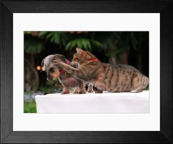 Framed Print : Carne a Dachshund dog in Pet Slimmer of the 1998 Contest winner of the competition Framed Print : Carne a Dachshund dog in Pet Slimmer of the 1998 Contest winner of the competition