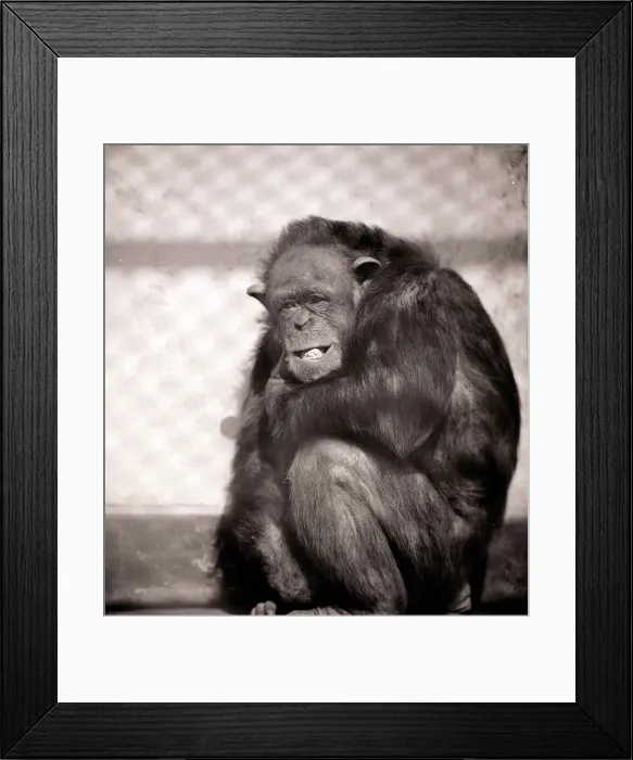 Framed Print : Chimpanzee at Whipsnade Zoo March 1959 A©Mirrorpix