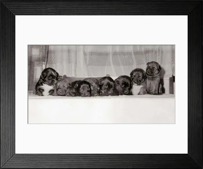 Framed Print : A group of of eight 18 month old black labrador puppies December 1968 Framed Print : A group of of eight 18 month old black labrador puppies December 1968