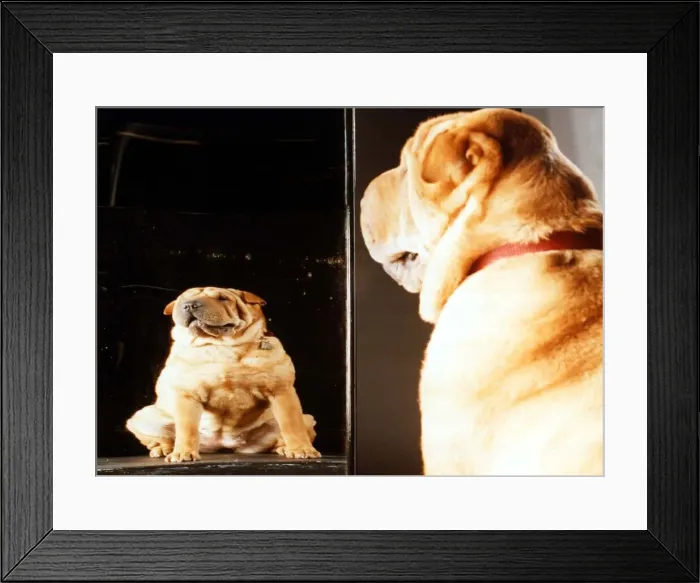 Framed Print : Dog looking in distorted mirror Animal Dogs March 1997 A©Mirrorpix Framed Print : Dog looking in distorted mirror Animal Dogs March 1997 A©Mirrorpix