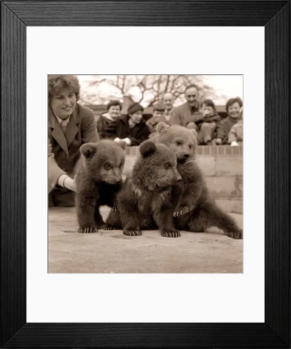 Framed Print : Animals - Bear cubs at Whipsnade Zoo snap crackle pop March 1959 Framed Print : Animals - Bear cubs at Whipsnade Zoo snap crackle pop March 1959