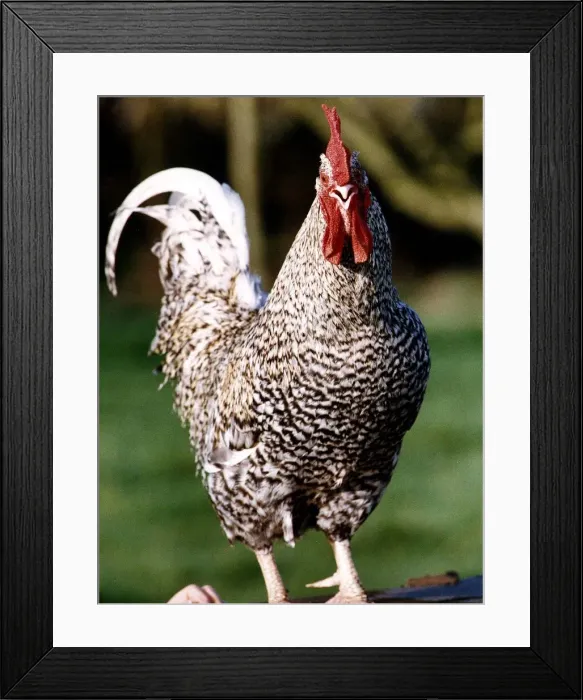Framed Print : Birds Chickens Cockerells circa 1990 Framed Print : Birds Chickens Cockerells circa 1990