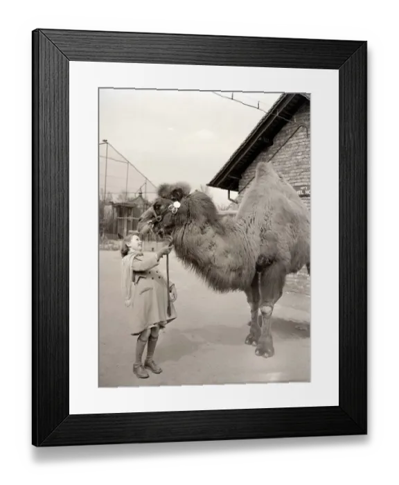 Framed Print : Peggy the Camel at London Zoo Young girl holding camel by reigns