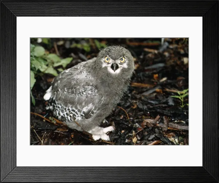 Framed Print : Birds Owl Snowy Owl Chick 1 month old at Whipsnade Wildlife Park circa 1995