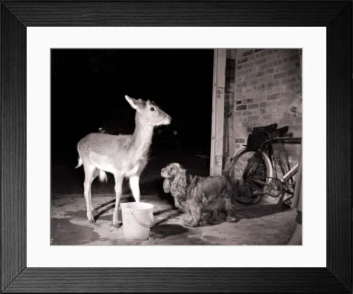 Framed Print : Dog looking up at a young deer in a garage near Reading Framed Print : Dog looking up at a young deer in a garage near Reading