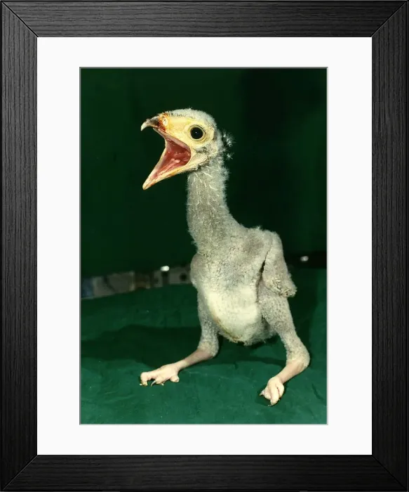 Framed Print : Birds Secretary Bird August 1989 Framed Print : Birds Secretary Bird August 1989