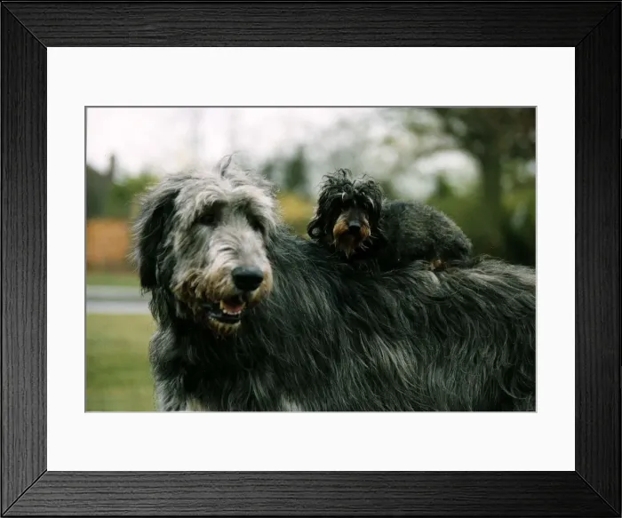 Framed Print : Animals Dogs Irish Wolfhound with other small dog circa 1998 A©Mirrorpix Framed Print : Animals Dogs Irish Wolfhound with other small dog circa 1998 A©Mirrorpix