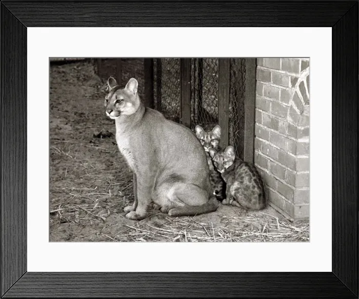 Framed Print : Animals - Puma and cubs at Whipsanade Zoo February 1958 A©mirrorpix Framed Print : Animals - Puma and cubs at Whipsanade Zoo February 1958 A©mirrorpix
