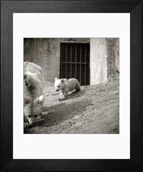 Framed Print : Polar Bear and Bear Cub, Winnie and Anthony at London Zoo March 1960