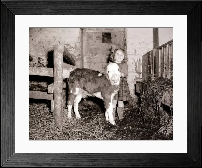 Framed Print : Little girl with calf in a barn March 1954 A©Mirrorpix