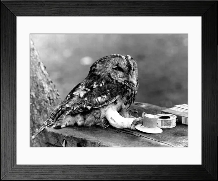 Framed Print : Ossi the tawny owl has broken its leg after hitting a window during a fly Framed Print : Ossi the tawny owl has broken its leg after hitting a window during a fly