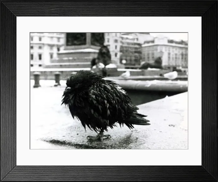 Framed Print : A pigeon huddles on one leg in Trafalgar Square in the snow December 1981 Framed Print : A pigeon huddles on one leg in Trafalgar Square in the snow December 1981