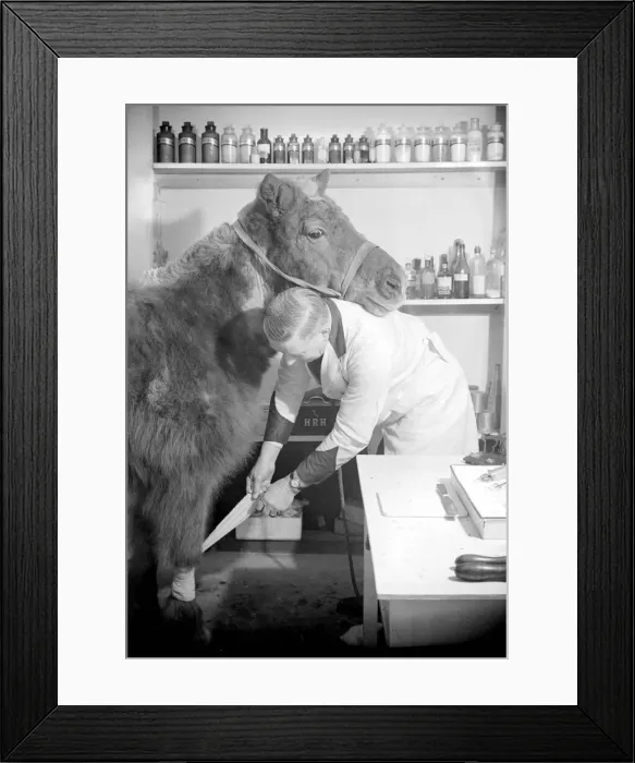 Framed Print : A vet attends to an injured pony by bandaging its leg Circa 1935 A©Mirrorpix Framed Print : A vet attends to an injured pony by bandaging its leg Circa 1935 A©Mirrorpix