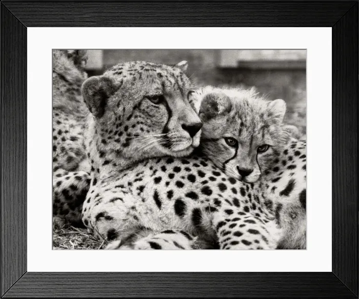 Framed Print : Dusky the cheetah with one of her new born cubs at Marwell Wildlife Park Framed Print : Dusky the cheetah with one of her new born cubs at Marwell Wildlife Park