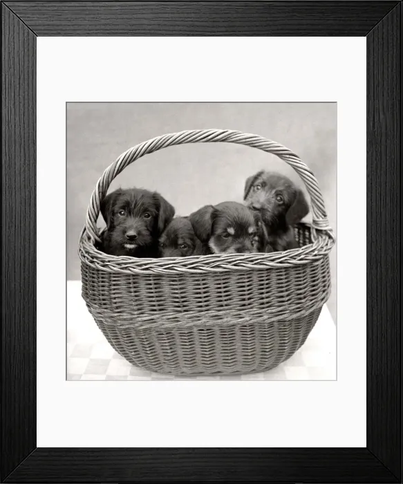Framed Print : Puppies inside a basket circa 1960s Framed Print : Puppies inside a basket circa 1960s