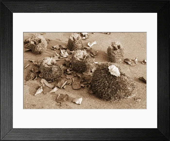 Framed Print : A family of Hedgehogs roll into balls to keep the chill north wind out Framed Print : A family of Hedgehogs roll into balls to keep the chill north wind out