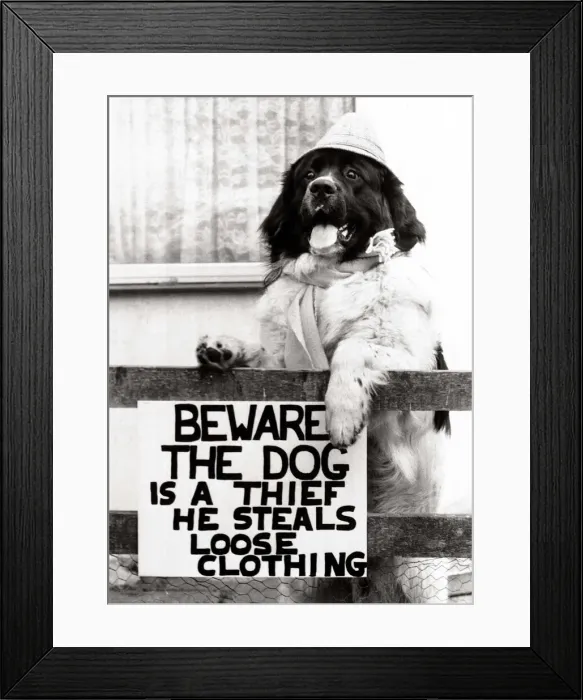 Framed Print : Joe the newfoundland hound who steals clothes from visitors to his master