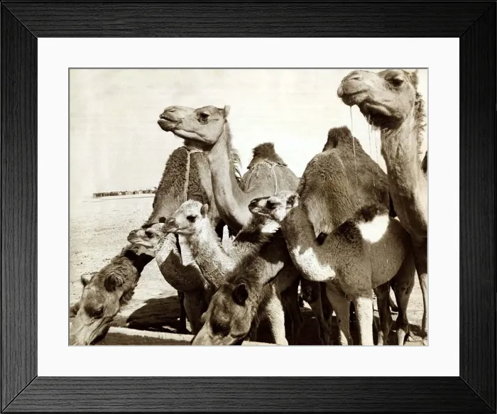 Framed Print : Camels - March 1966 - drinking water Bred by Nomad Arabs A©mirrorpix Framed Print : Camels - March 1966 - drinking water Bred by Nomad Arabs A©mirrorpix