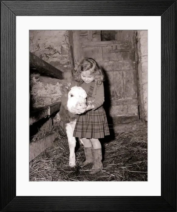 Framed Print : Little girl with calf in a barn March 1954 A©Mirrorpix