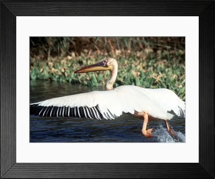 Framed Print : Pelican in Senegal circa 1985 Framed Print : Pelican in Senegal circa 1985