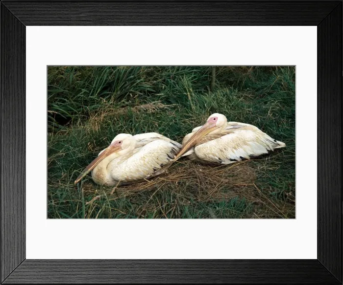 Framed Print : Birds - Pelicans at Thorny Wild Life Park, Cambridgeshire circa 1969 Framed Print : Birds - Pelicans at Thorny Wild Life Park, Cambridgeshire circa 1969