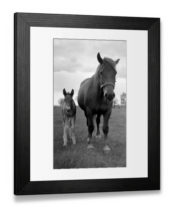 Framed Print : A mare and her foal on the Sandringham estate Animals Horses Circa 1938 Framed Print : A mare and her foal on the Sandringham estate Animals Horses Circa 1938