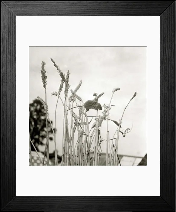 Framed Print : Harvest mouse climbing up a sheaf of corn Circa 1963 A©Mirrorpix Framed Print : Harvest mouse climbing up a sheaf of corn Circa 1963 A©Mirrorpix