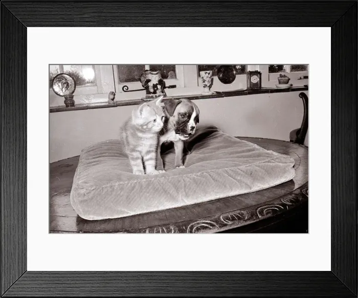 Framed Print : Boxer pup wrestling ginger tabby kitten 1960s A©Mirrorpix Framed Print : Boxer pup wrestling ginger tabby kitten 1960s A©Mirrorpix