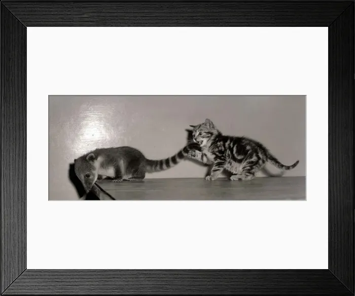 Framed Print : Coati Mundi attacked by a Kitten September 1957 A©Mirrorpix Framed Print : Coati Mundi attacked by a Kitten September 1957 A©Mirrorpix