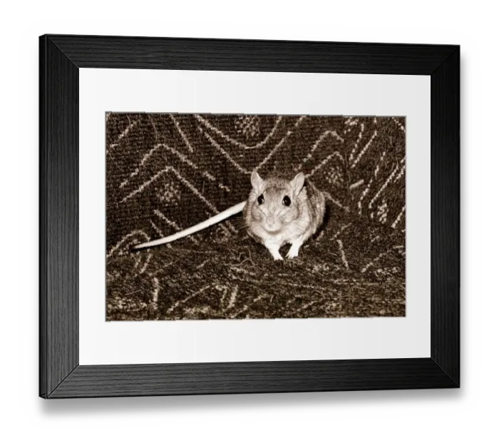 Framed Print : Gerbil facing camera September 1966 A©Mirrorpix