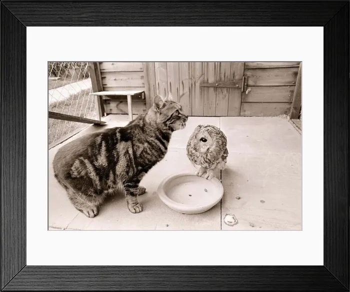 Framed Print : Tabby Cat with Owl March 1966