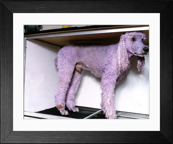 Framed Print : dog stands after being dyed purple