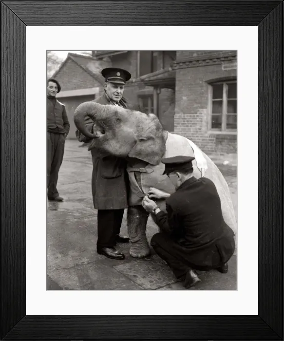 Framed Print : Baby Elephant at London Zoo December 1949 Framed Print : Baby Elephant at London Zoo December 1949