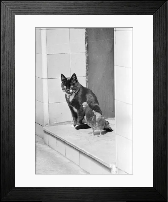 Framed Print : Cat with Pigeon May 1960 A©Mirrorpix Framed Print : Cat with Pigeon May 1960 A©Mirrorpix