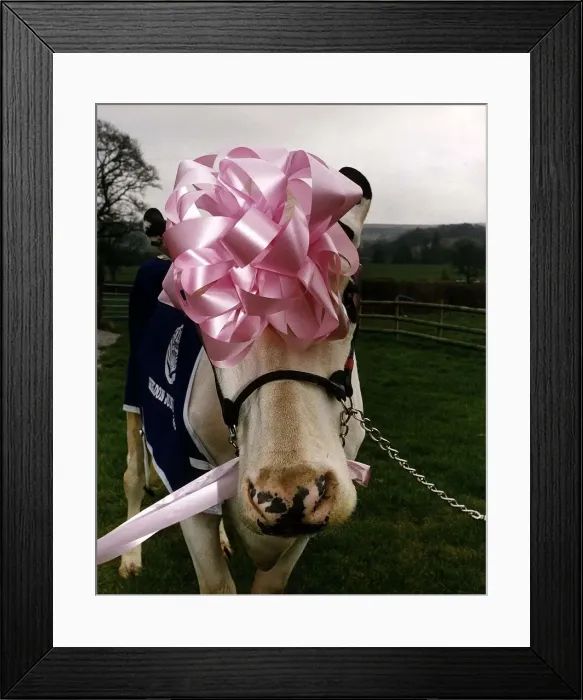 Framed Print : Cows Cattle Prize winning cow Pamela wearing pink ribbon on head and blue wrap over coat Framed Print : Cows Cattle Prize winning cow Pamela wearing pink ribbon on head and blue wrap over coat