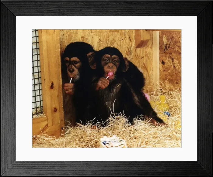 Framed Print : Animals Monkey Young Chimpanzees huddled together in a monkey house sucking lolly pops Framed Print : Animals Monkey Young Chimpanzees huddled together in a monkey house sucking lolly pops