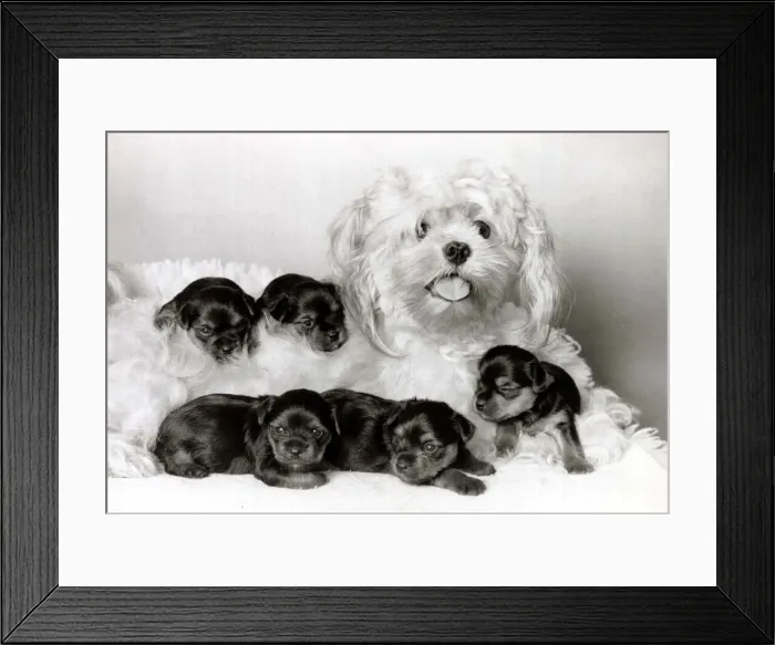 Framed Print : Cracker the dog has become a stand-in mother for five orphaned Yorshire terriers Framed Print : Cracker the dog has become a stand-in mother for five orphaned Yorshire terriers
