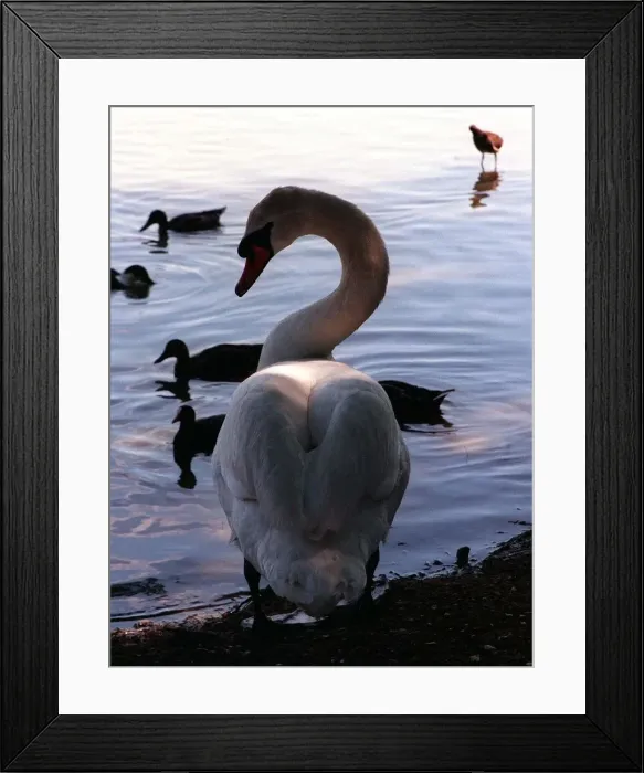 Framed Print : Animals Birds Swans Swan Framed Print : Animals Birds Swans Swan