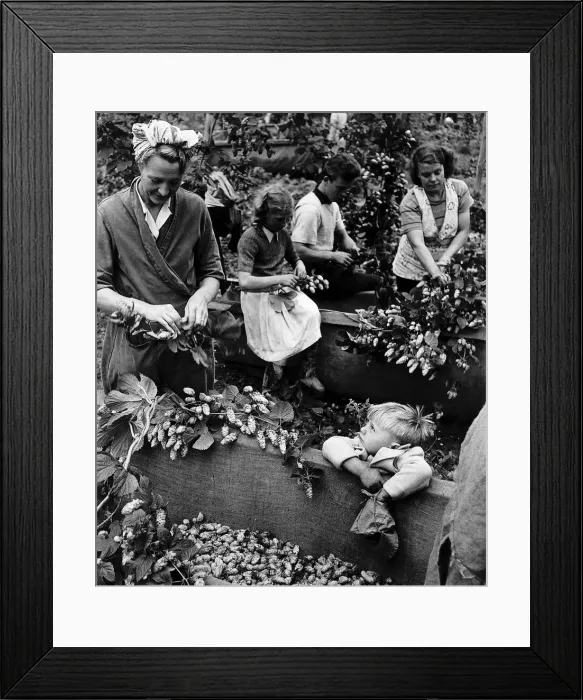 Framed Print : Hops pickers at work in the hop fields around the Kent village of Beltrin Framed Print : Hops pickers at work in the hop fields around the Kent village of Beltrin