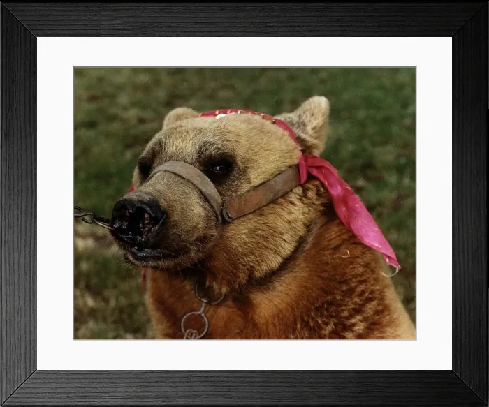 Framed Print : Animals Bears torn face of an adult Bear from Istanbul circa 1992 Framed Print : Animals Bears torn face of an adult Bear from Istanbul circa 1992
