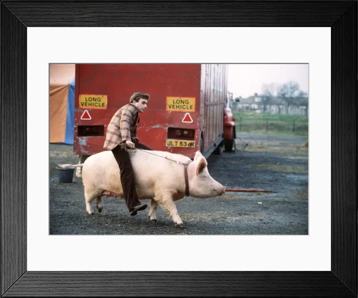 Framed Print : Thorsten Kohrmann sitting on his performing Pig Anna Framed Print : Thorsten Kohrmann sitting on his performing Pig Anna
