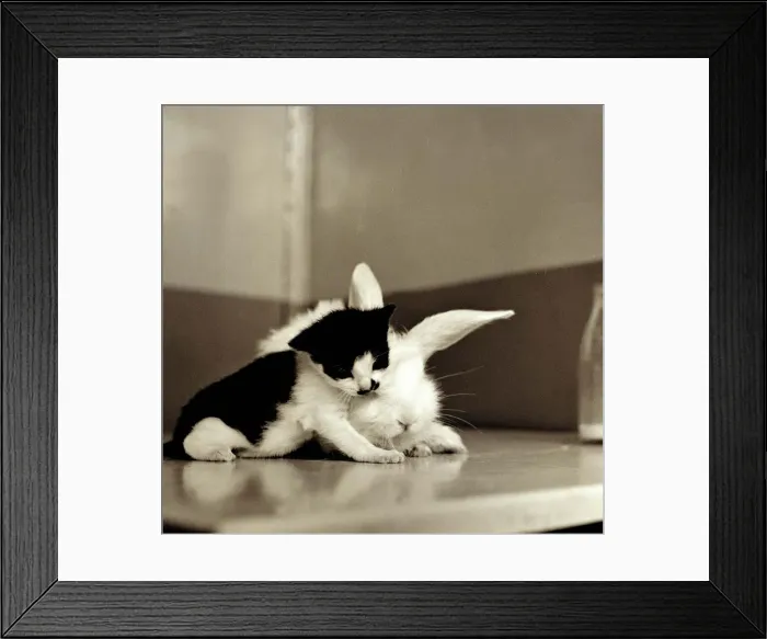 Framed Print : Kitten with Rabbit August 1959 A©Mirrorpix