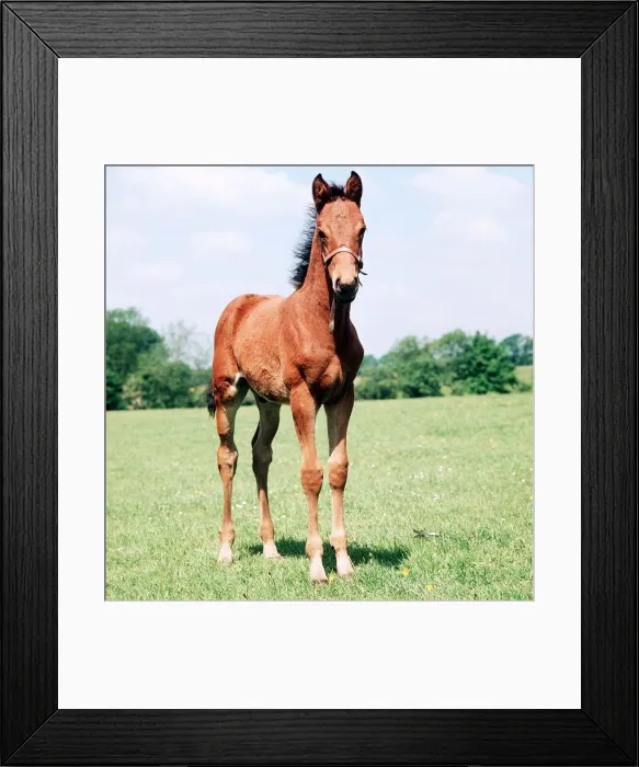 Framed Print : Animals - Horses - Mares and Foals Foal March 1980 A©Mirrorpix Framed Print : Animals - Horses - Mares and Foals Foal March 1980 A©Mirrorpix