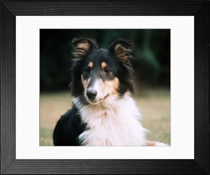 Framed Print : Collie Dog - September 1976 Framed Print : Collie Dog - September 1976