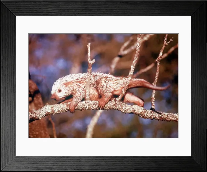 Framed Print : Animals Amazon Prehensile-Tailed Porcupine March 1975 Coendou Prehensilis Framed Print : Animals Amazon Prehensile-Tailed Porcupine March 1975 Coendou Prehensilis
