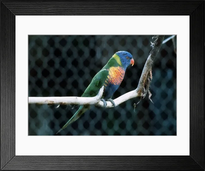 Framed Print : Birds - Love Bird - August 1979 Framed Print : Birds - Love Bird - August 1979
