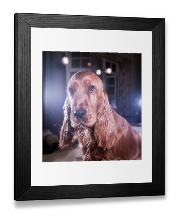 Framed Print : Flush the Cocker Spaniel - December 1964 owned by Mary Chipperfield - who is Framed Print : Flush the Cocker Spaniel - December 1964 owned by Mary Chipperfield - who is
