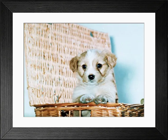 Framed Print : Puppy in a Basket December 1976 Framed Print : Puppy in a Basket December 1976