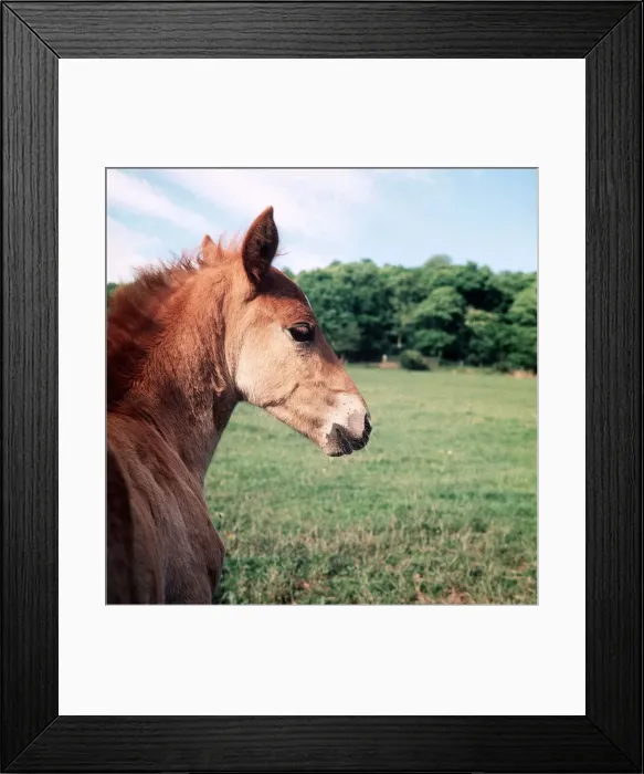 Framed Print : Animals - Horses - Mares and Foals Foals and Ponies in Herefordshire June